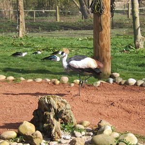Grey-necked Crowned Crane 26/03/2019