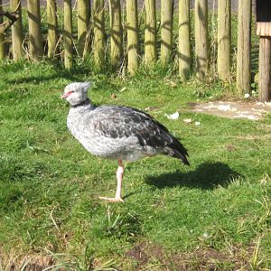 Crested Screamer 26/03/2019