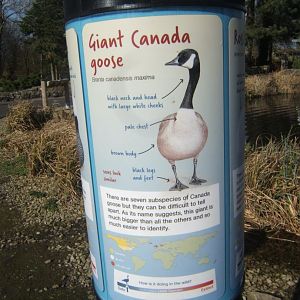 So I wasn't going mad they did have them didn't see them on this visit 26/03/2019