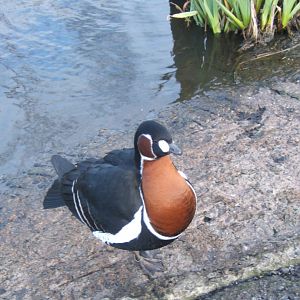 Red-breasted Goose 26/03/2019