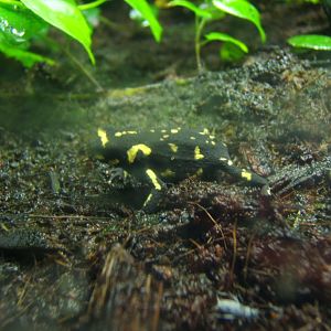 Bumblebee Toad (Melanophryniscus stelzneri) 04/04/2019