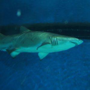 Sand Tiger Shark 04/04/2019