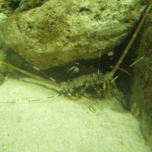 Caribbean Spiny Lobster (Panulirus argus) 04/04/2019