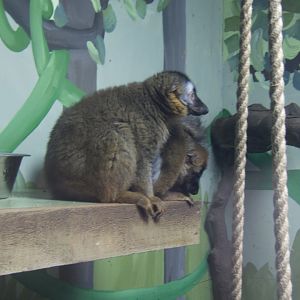 Red-fronted Lemur 13/04/2019