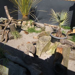 View Dwarf Mongoose enclosure 13/04/2019