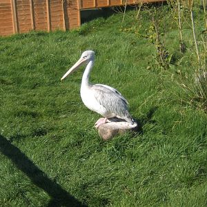 Pink-backed Pelican 13/04/2019
