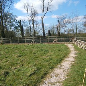 Domestic Reindeer paddock 13/04/2019