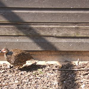 Yellow-necked Francolin 13/04/2019