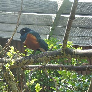 Superb Spreo Starling 14/04/2019