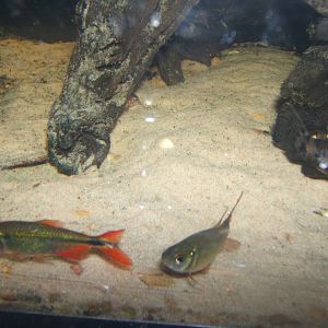 Buenos Aires Tetra (Hyphessobycon anisiti) 16/04/2019