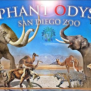 Zoo Tours: The Elephant Odyssey