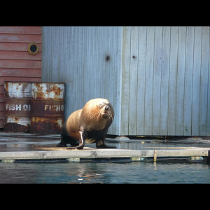Australian Sea Lion???????