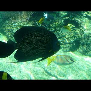 Fish ID for both foreground and background