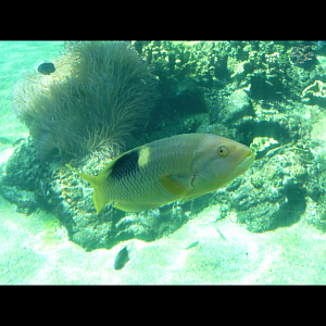 Wrasse ID?