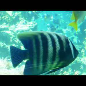 Angelfish ID