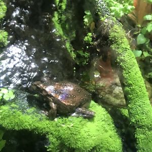 Frog ID