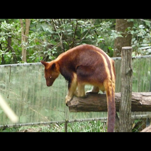 Goodfellows Tree Kangaroo