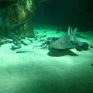 bowmouth guitarfish, shark ray（Rhina ancylostoma）