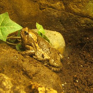 Banded Bullfrog 17/04/2019