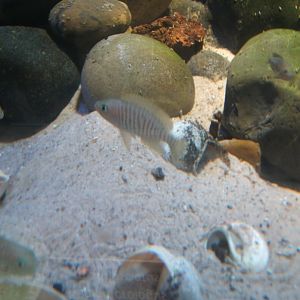 Shelldwelling Cichlid 17/04/2019