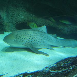 Zebra Shark 17/04/2019