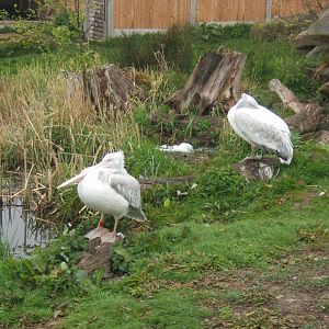 Pink-backed Pelican 17/04/2019