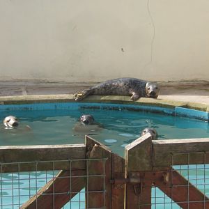 Rescue Common Seals 23/04/2019
