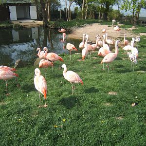 Chilean Flamingos 23/04/2019