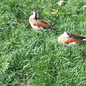 Ringed Teal 23/04/2019