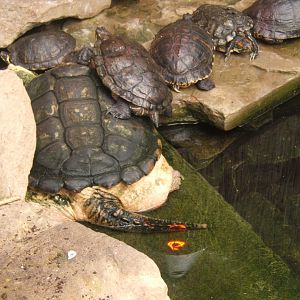 A Huddle of turtles 23/04/2019