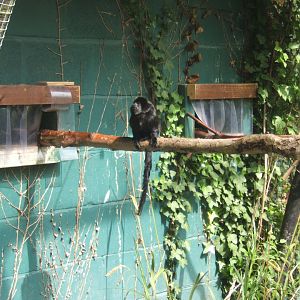 Goeldi's Monkey 23/04/2019