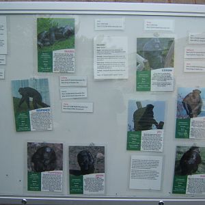 Chimp family described 23/04/2019