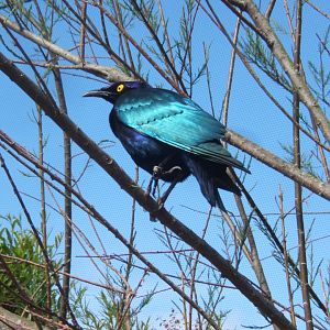 Purple Glossy Starling 25/05/2019