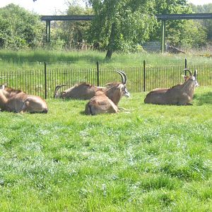 Roan Antelope 25/05/2019