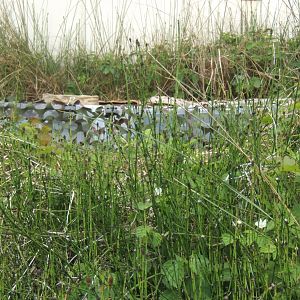 Catching Box for Sand Lizards so construction could start on the Adder exhibit 25/05/2019