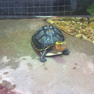 Chinese Box Turtle 03/02/2018