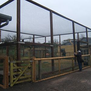 View of Stellar's Sea Eagle 03/02/2018