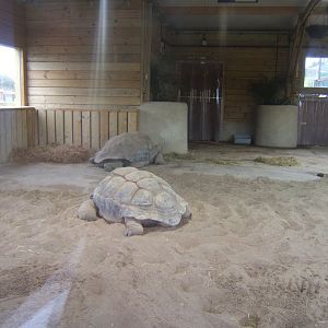 View inside new Giant Tortoise House 03/02/2018