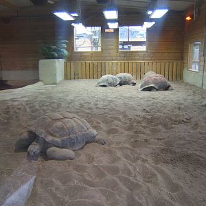 View inside new Giant Tortoise House 03/02/2018