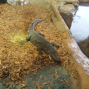 West African Nile Crocodile 03/02/2018