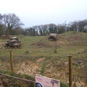 View of Gelada enclosure 03/02/2018