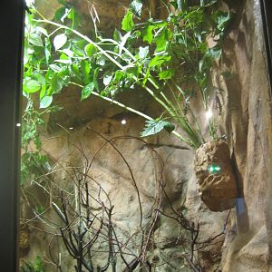 Nürnberg Tiergarten - Naturkundehaus - Stick insect exhibit