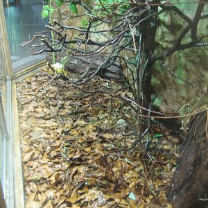 Nürnberg Tiergarten - Naturkundehaus - Stick insect exhibit