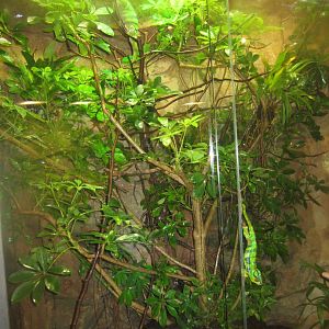 Nürnberg Tiergarten - Naturkundehaus - Madagascar exhibit