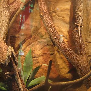 Nürnberg Tiergarten - Naturkundehaus - Frilled lizard exhibit