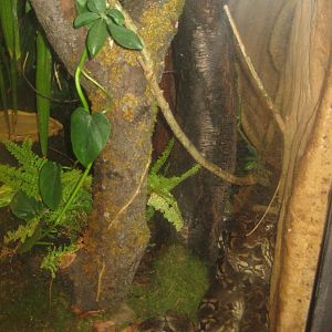 Nürnberg Tiergarten - Naturkundehaus - Boa exhibit