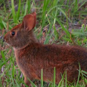 Marsh Rabbit