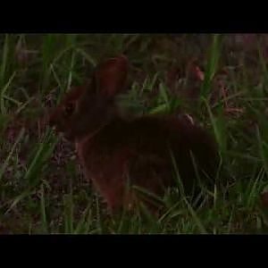 Marsh Rabbit - YouTube