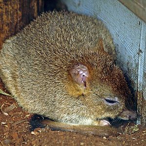 Brush-tailed bettong