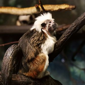 Cotton-top Tamarin